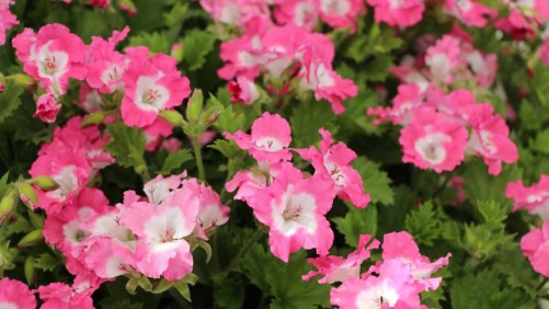 Kientzler Makes First Independent Display At Spring Trials, And Terra Nova Nurseries Promotes Naturally Compact Plants