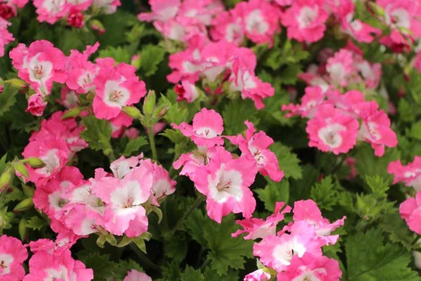 PAC-Elsner CAST 2015