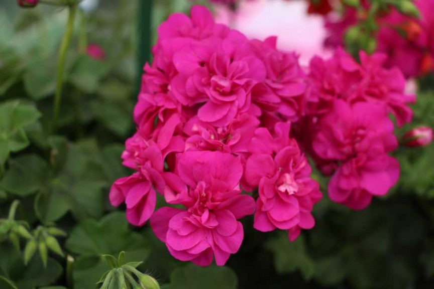 PAC-Elsner CAST 2015