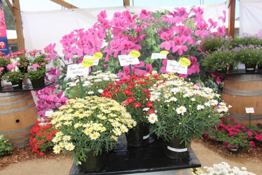 PAC-Elsner CAST 2015