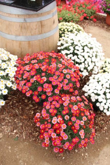 PAC-Elsner CAST 2015