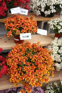 Kientzler Introductions At CAST 2015