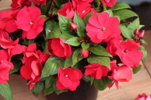 Kientzler Introductions At CAST 2015