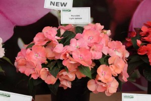 Kientzler Introductions At CAST 2015