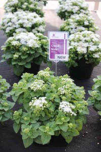 Floranova/Vegetalis CAST Intros 2015