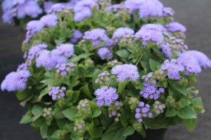 Floranova/Vegetalis CAST Intros 2015