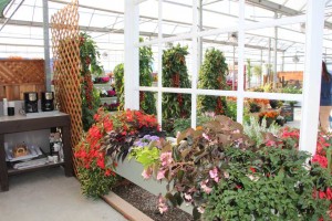 Floranova/Vegetalis CAST Intros 2015