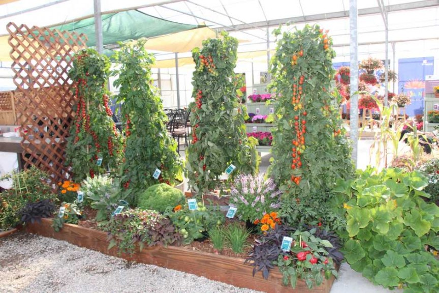 Floranova/Vegetalis CAST Intros 2015