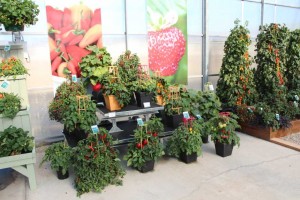 Floranova/Vegetalis CAST Intros 2015