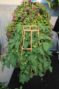 Floranova/Vegetalis CAST Intros 2015