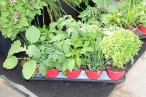 Floranova/Vegetalis CAST Intros 2015