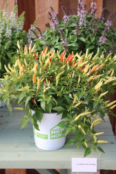 Floranova/Vegetalis CAST Intros 2015