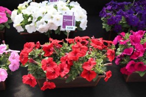 Floranova/Vegetalis CAST Intros 2015