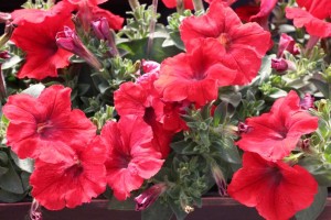 Floranova/Vegetalis CAST Intros 2015