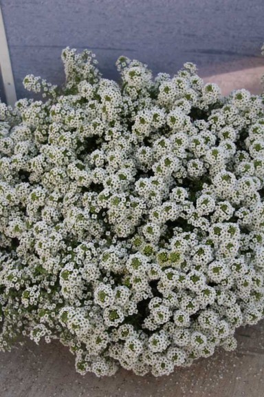 Floranova/Vegetalis CAST Intros 2015