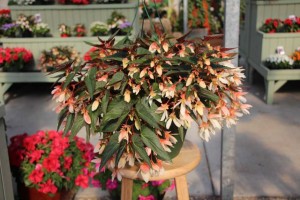 Floranova/Vegetalis CAST Intros 2015