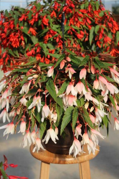 Floranova/Vegetalis CAST Intros 2015