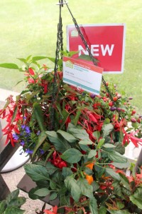 HGTV HOME Plant Collection Spring Trials 2015