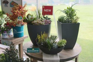 HGTV HOME Plant Collection Spring Trials 2015