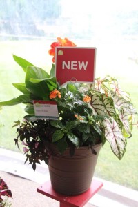 HGTV HOME Plant Collection Spring Trials 2015