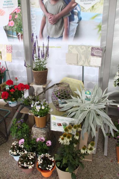 HGTV HOME Plant Collection Spring Trials 2015