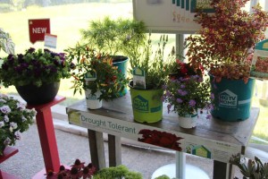 HGTV HOME Plant Collection Spring Trials 2015