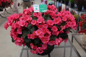 Beekenkamp begonia 'Evi Pink'