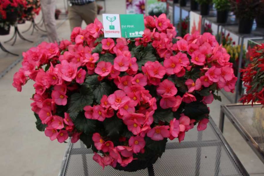 Beekenkamp begonia 'Evi Pink'
