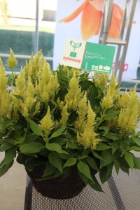 Beekenkamp celosia 'Kelos Fire Lime'