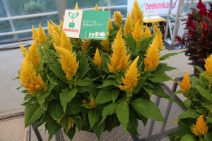 Beekenkamp celosia 'Kelos Fire Yellow'