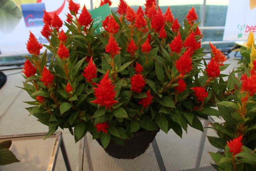 Beekenkamp celosia 'Kelos Fire Orange'