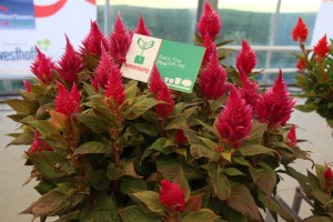 Beekenkamp celosia 'Kelos Fire Pink'