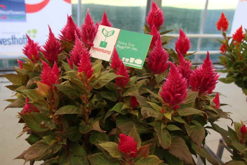 Beekenkamp celosia 'Kelos Fire Pink'