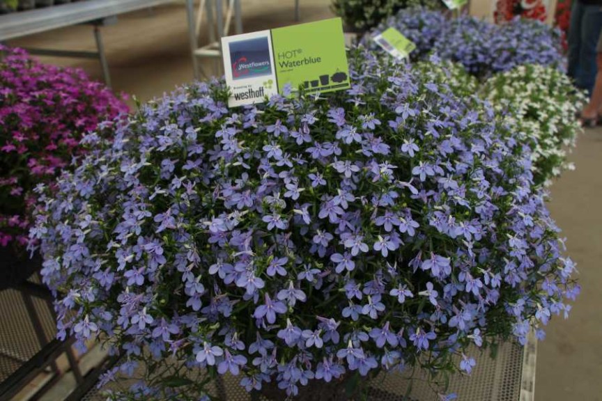 Westhoff lobelia 'Hot Waterblue'