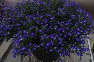 Westhoff lobelia 'Hot Brilliant Blue'
