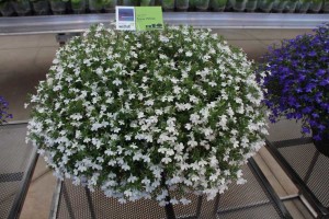 Westhoff lobelia 'Hot Snow White'