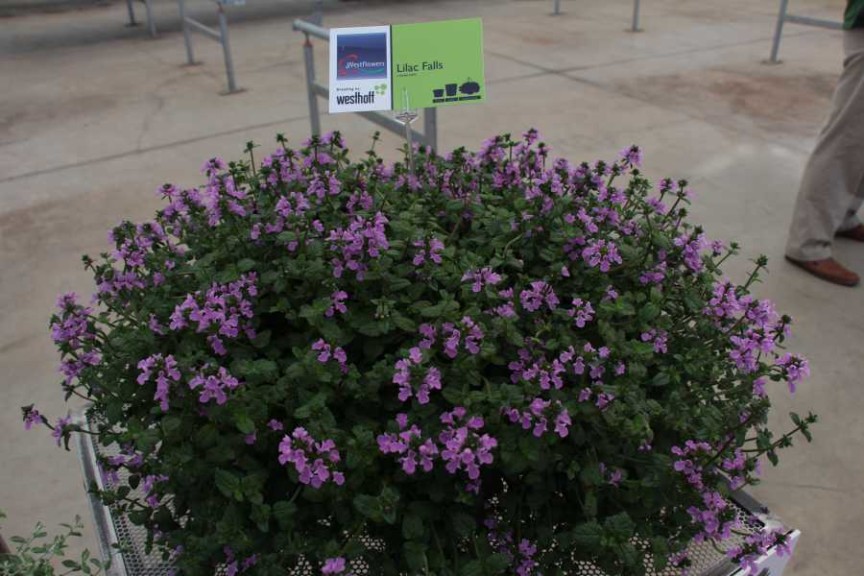 Westhoff 'Lilac Falls'