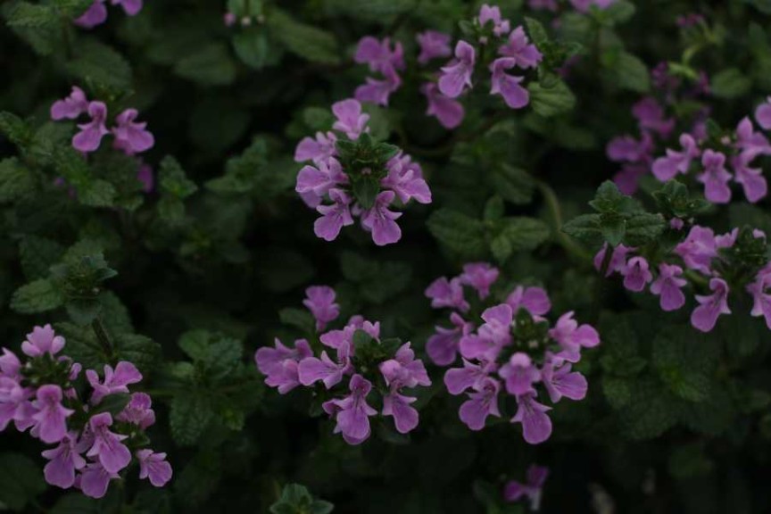 Westhoff 'Lilac Falls'