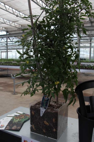 Plug Connection 'Ketchup 'n' Fries'