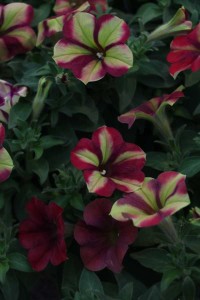 Westhoff petunia 'Crazytunia Razzmatazz'