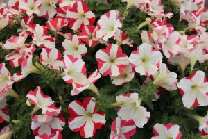 Westhoff petunia 'Crazytunia Swiss Dancer'