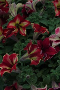 Westhoff petunia 'Crazytunia Mandeville'