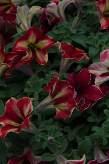 Westhoff petunia 'Crazytunia Mandeville'