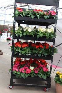 Syngenta CAST 2015 Introductions