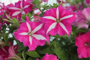 Plant Source International