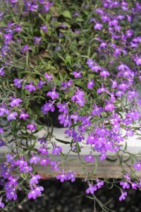 Plant Source International