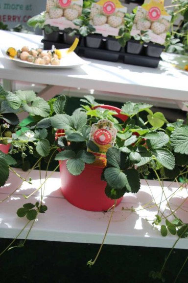 Pacific Plug & Liner