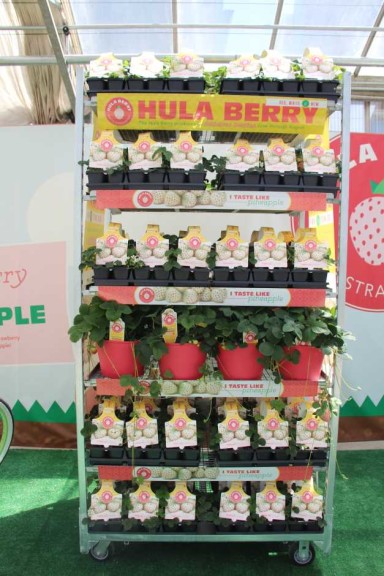 Pacific Plug & Liner