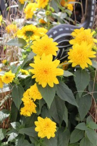 Pacific Plug & Liner