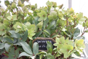 Pacific Plug & Liner